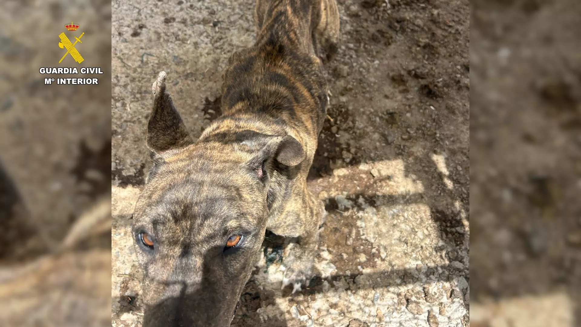 Perro encontrado en situación de maltrato por el SEPRONA. /Cedida