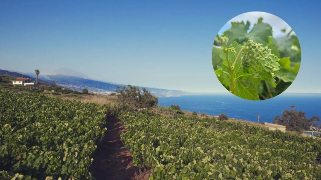 Imagen de un viñedo en Tenerife al lado de vid afectada por la filoxera. / MONTAJE AH