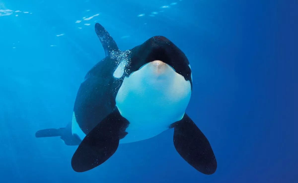Orca residente en Loro Parque. /Cedida
