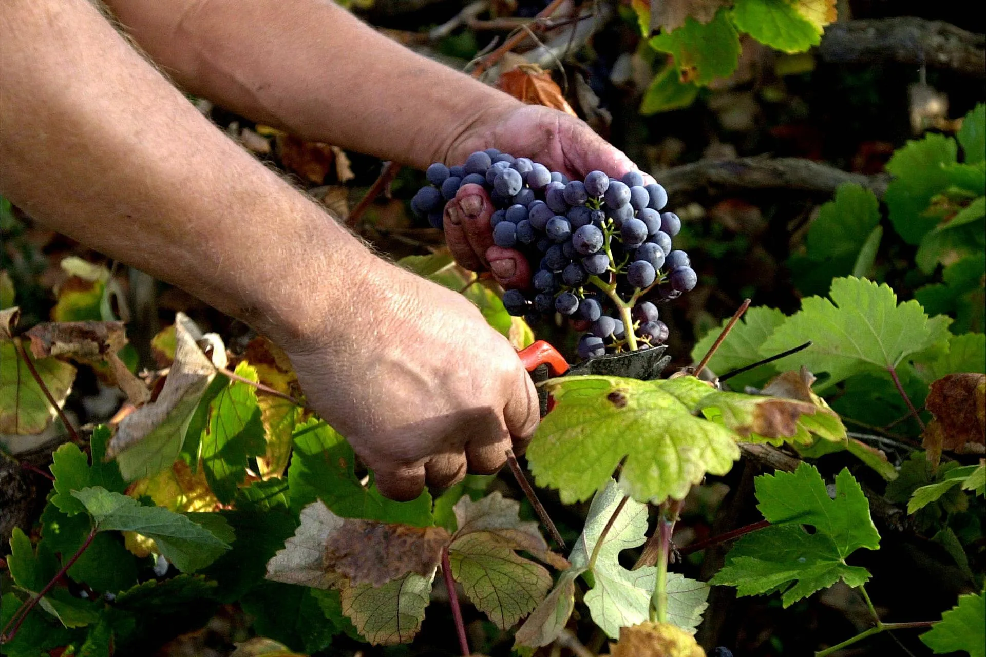 Drago Canarias exige reforzar la bioseguridad en puertos y aeropuertos del Archipiélago