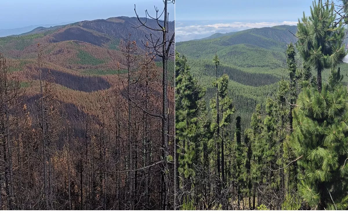Comparativa del paisaje dos años después del incendio: el pino canario brota, pero otros ecosistemas siguen estancados. FENIX CANARIAS