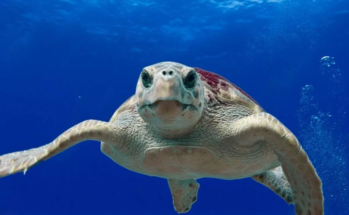 Tottuga boba ('Caretta caretta'). /Tortugas Tenerife