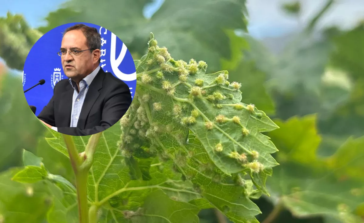 Juan Jesús Méndez, presidente de la Asociación de Viticultores y Bodegueros de Canarias (Avibo), y un foco de filoxera. / MONTAJE AH