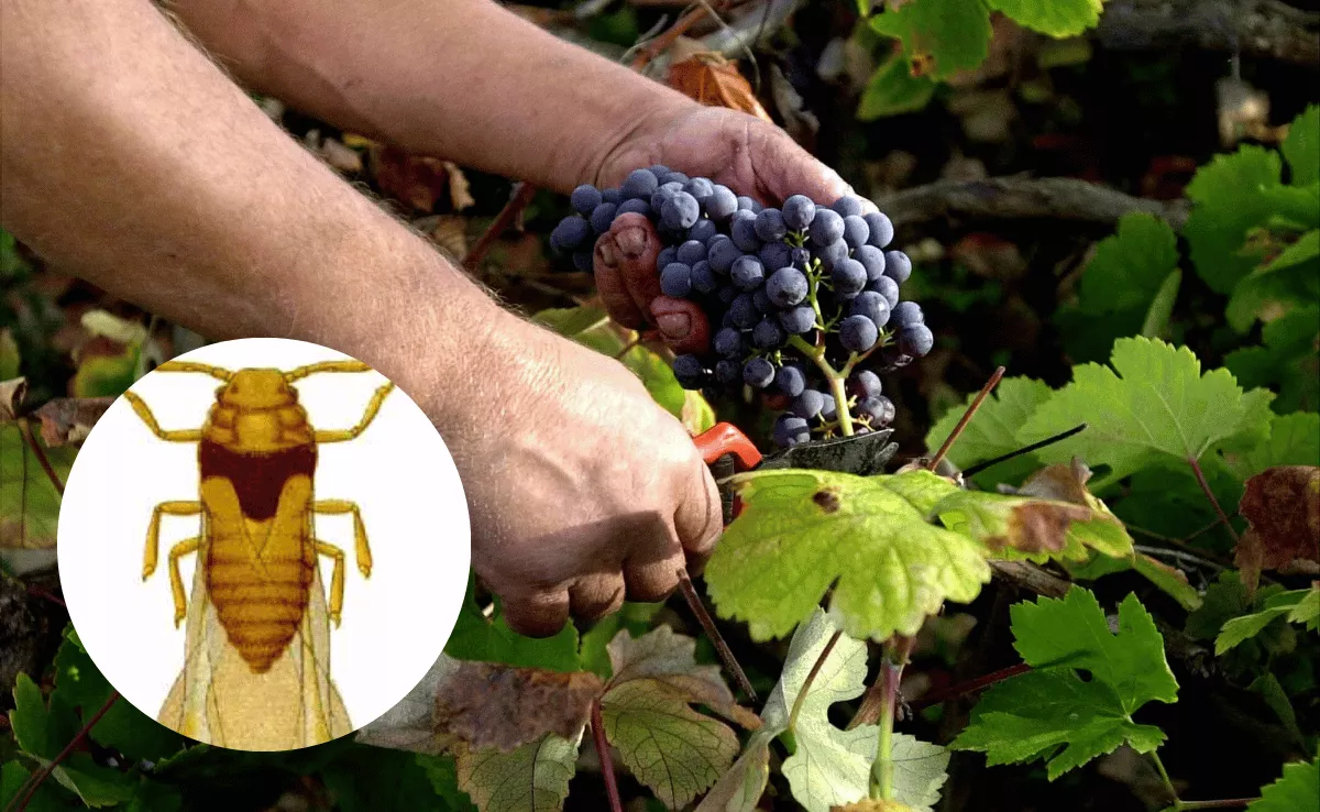 Imagen de un viñedo de Canarias y una filoxera / MONTAJE AH - EFE