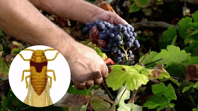 Imagen de un viñedo de Canarias y una filoxera / MONTAJE AH - EFE