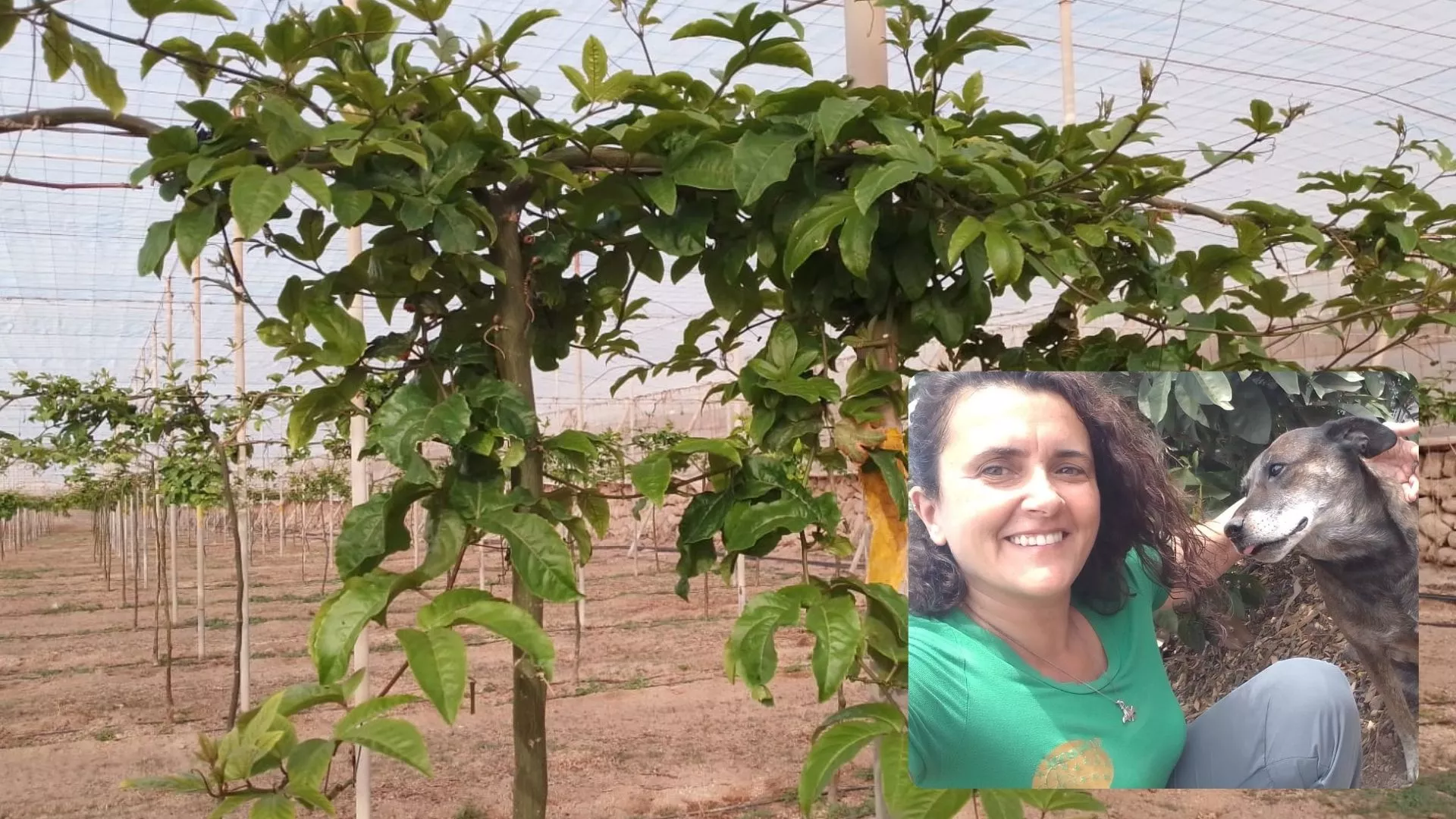 Hiurma Chico, ingeniera agrícola, en uno de los terrenos cultivados|MONTAJEAH