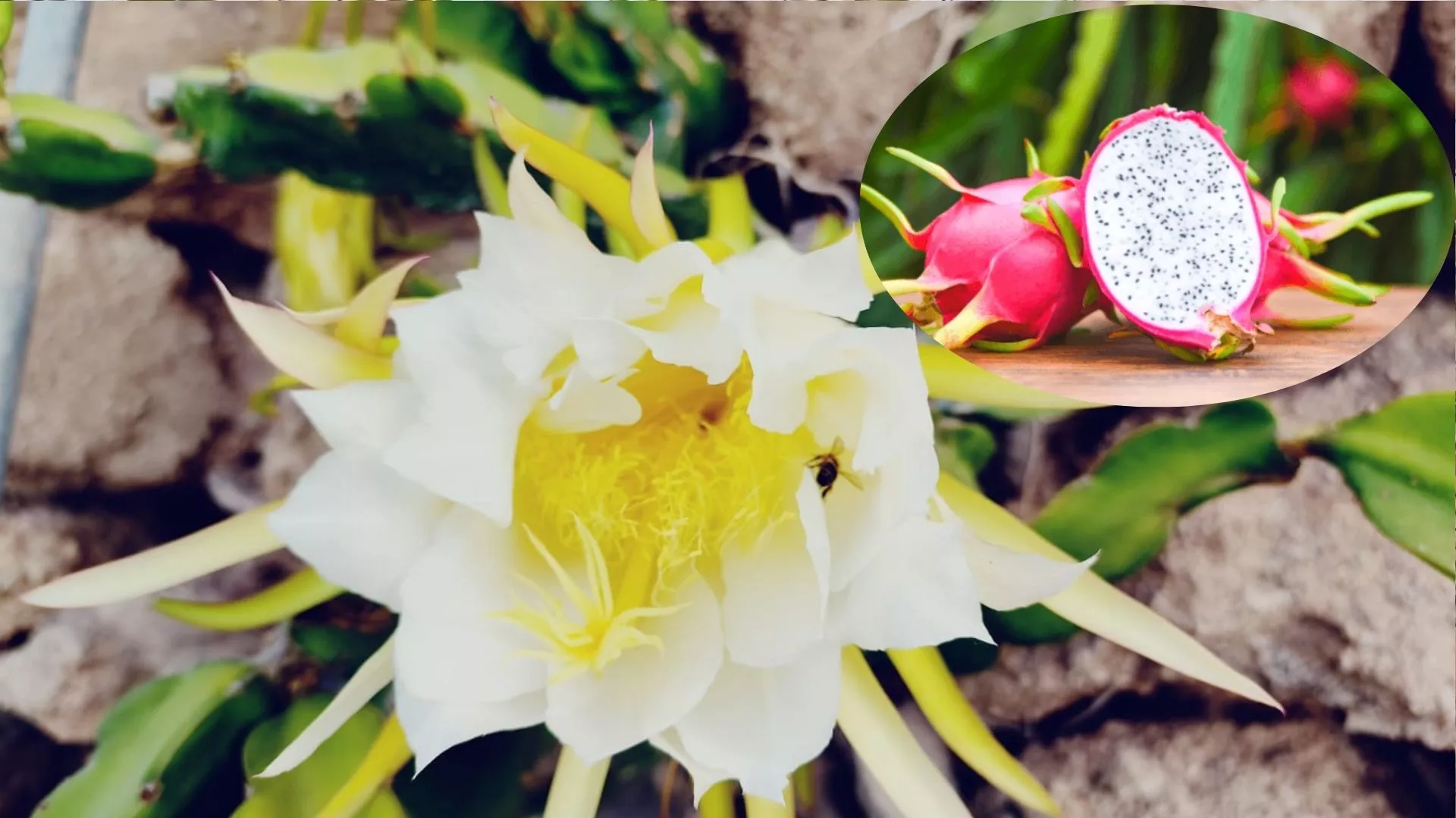 Flor y fruta de la pitaya|MONTAJEAH