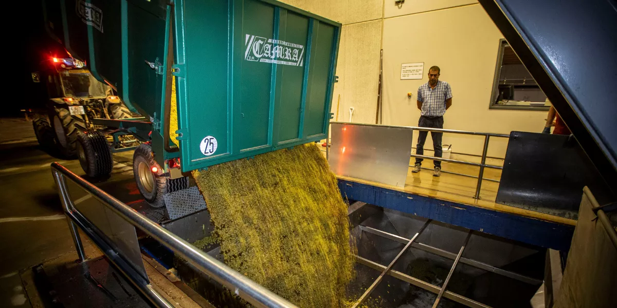 Imagen de la vendimia / EFE - Raquel Manzanares