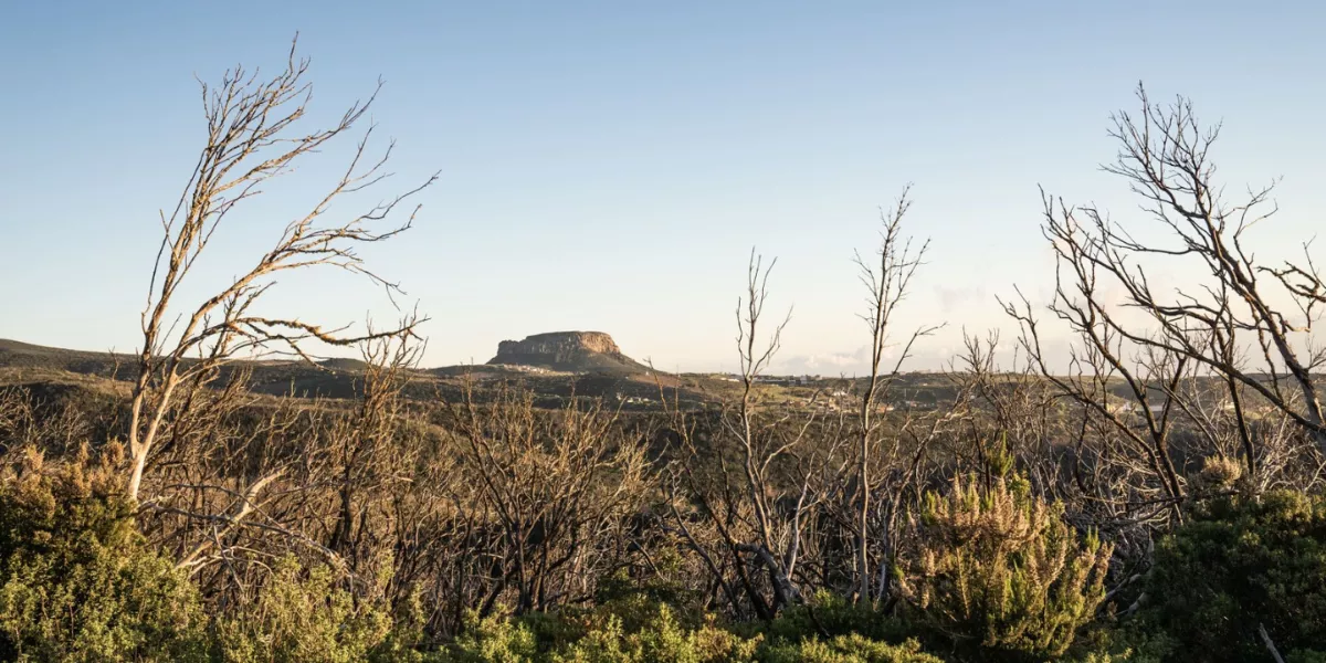 Imagen de la zona alta de La Gomera / CABILDO DE LA GOMERA