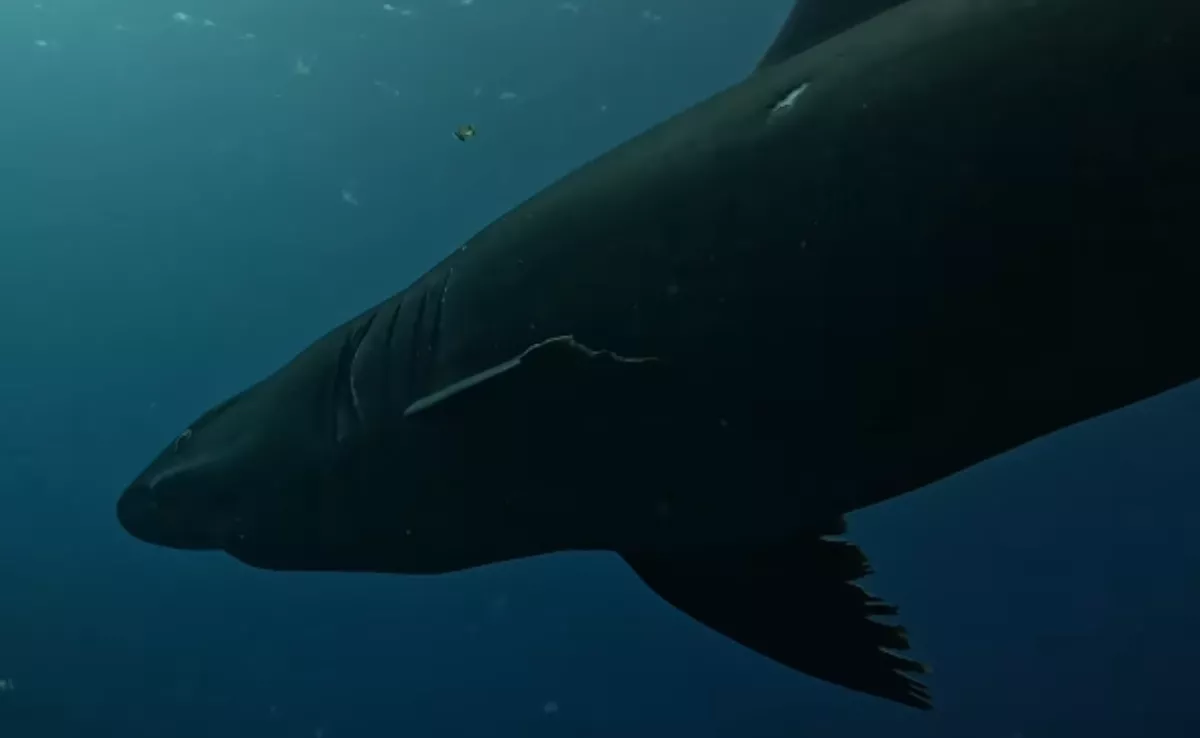 Monstruo de Malpelo, tiburón avistado en El Hierro / BUCEO EL BAJÓN
