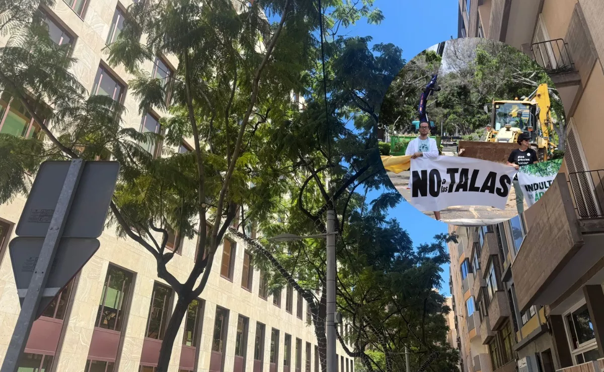 Imagen de árboles en Puerto Escondido junto a manifestantes por la tala de árboles en Santa Cruz. / ATLÁNTICO HOY 