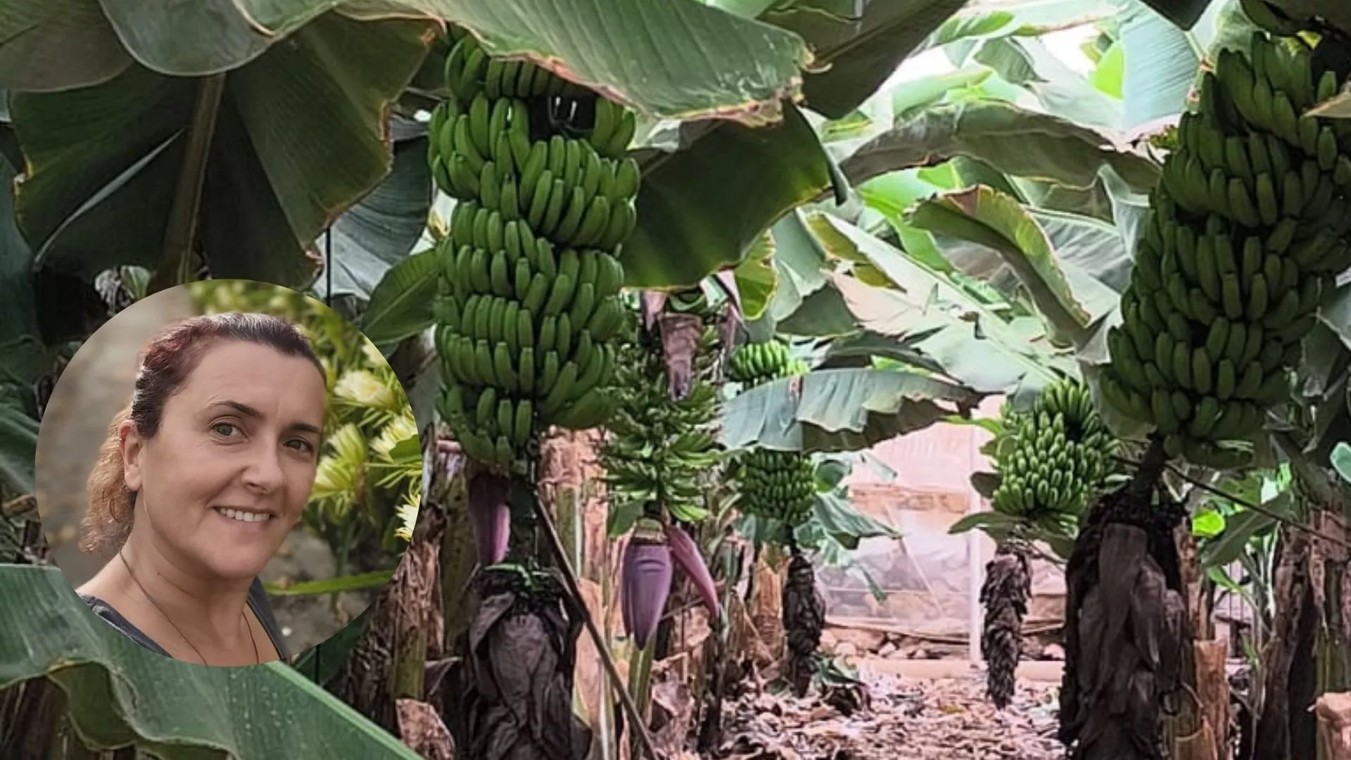 Finca de cultivo de plátanos y la ingeniera Hiurma Chico|MONTAJEAH