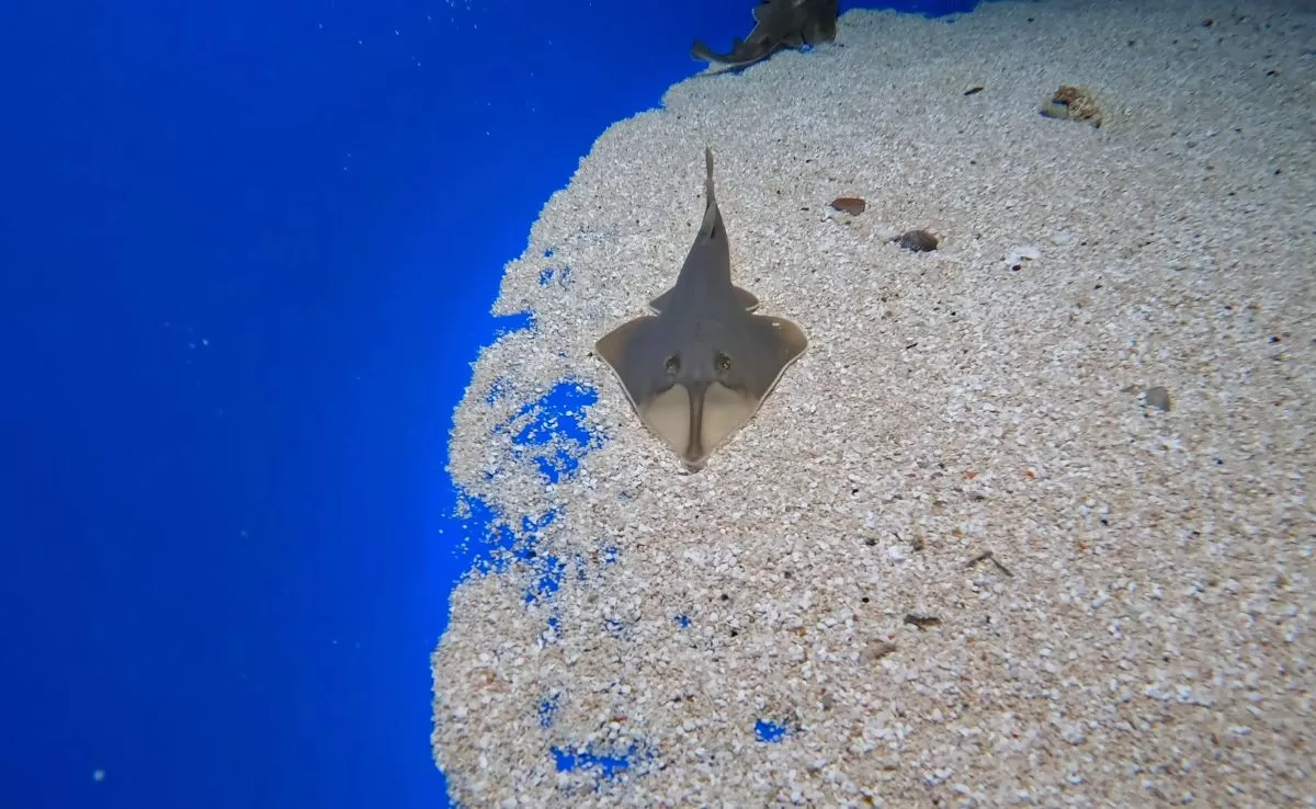 Tiburón guitarra amplían la familia del acuario de Loro Parque. /Cedida