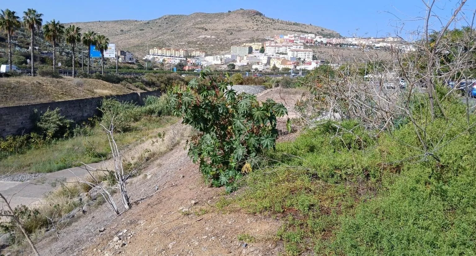 El Ayuntamiento avanza con el Corredor Verde tras la adjudicación de la renaturalización del lagartario de Tamaraceite. /Cedida