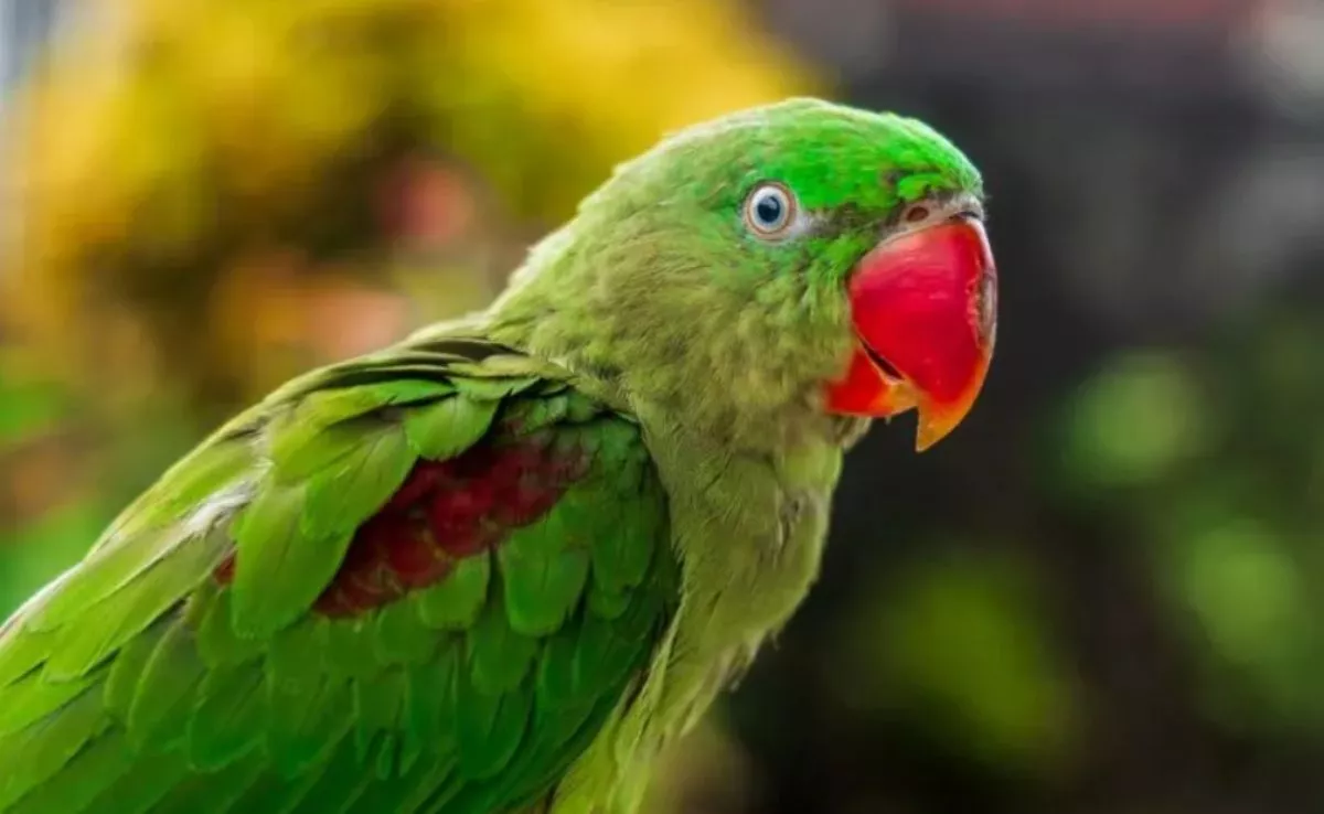 Cotorra alejandrina ('Psittacula eupatria'), ave considerada invasora en Canarias. /Archivo