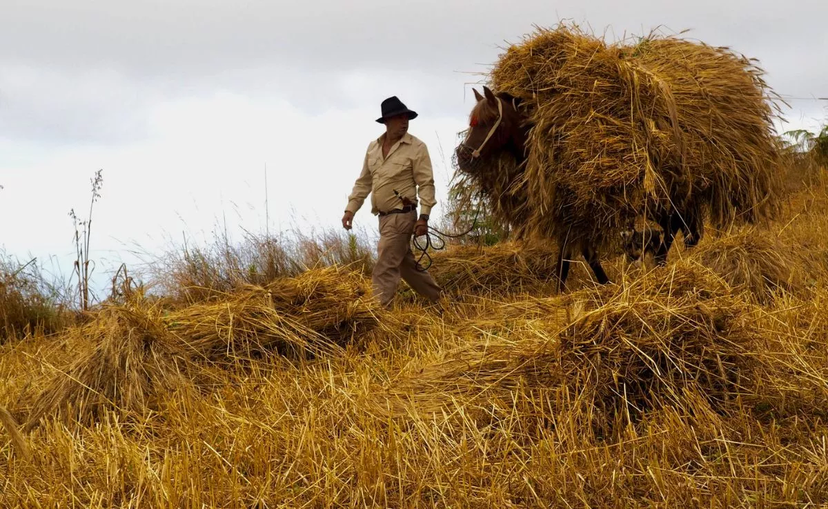 'Voces y Sonidos de las Montañas Sagradas de Gran Canaria', proyecto que pone en valor las labores agrícolas, ganaderas y pesqueras de Gran Canaria. /Cedida