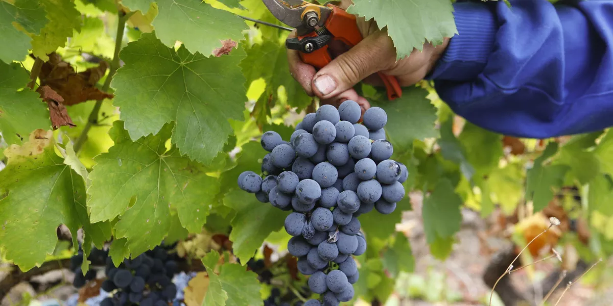 Imagen de uvas / EFE