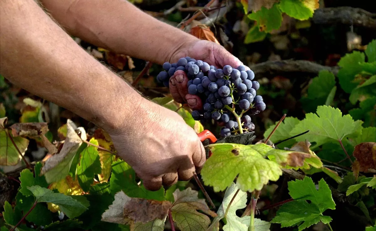 Imagen de una persona recolectando uvas / EFE