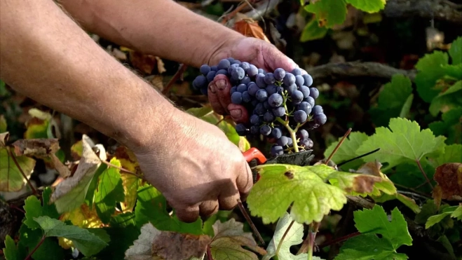 Imagen de una persona recolectando uvas / EFE Imagen de una persona recolectando uvas / EFE