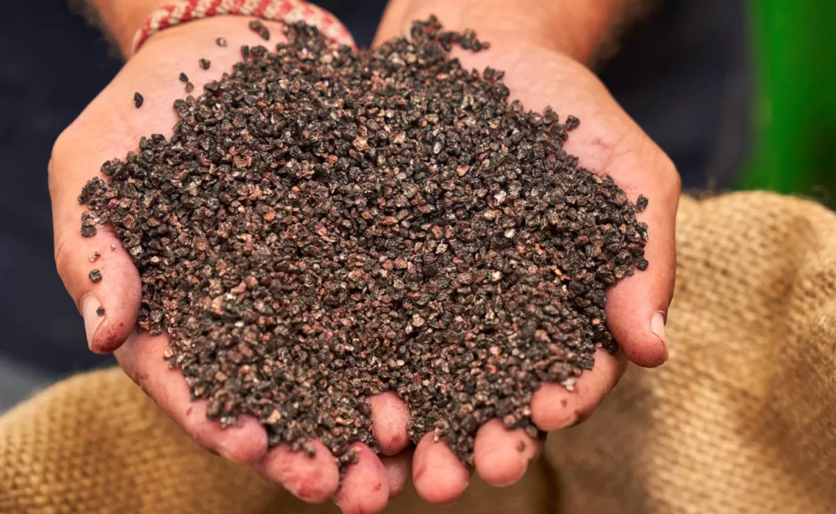 Imagen de la cochinilla que solo se produce en Canarias / HOLA ISLAS CANARIAS