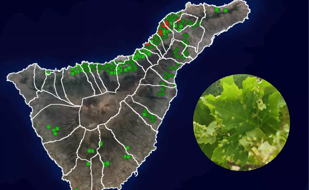 Imagen de la isla de Tenerife con las prospecciones de filxoera que se han realizado. / MONTAJE AH