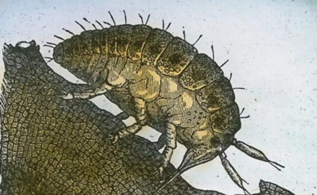 Un ejemplar de insecto de la filoxera de la vid./ ARCHIVO