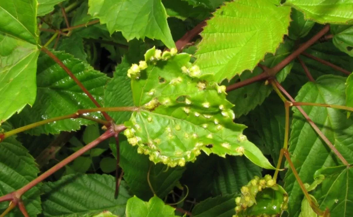 Hoja de vid afectada por filoxera. /Imagen de la red