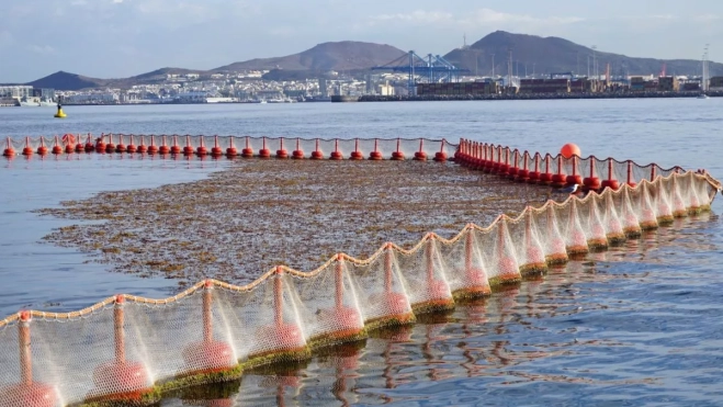 Proyecto piloto de MacroCarbon en la bahía de Las Palmas de Gran Canaria, donde se investiga el cultivo de sargazo para biocombustibles sostenibles. CEDIDA