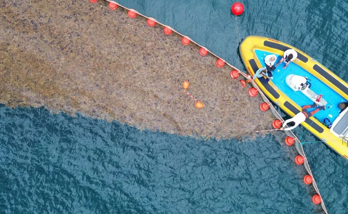 Vista aérea del proyecto piloto de MacroCarbon en la bahía de Las Palmas de Gran Canaria, donde se ensaya el cultivo de sargazo en estructuras flotantes para su investigación como biocombustible sostenible.