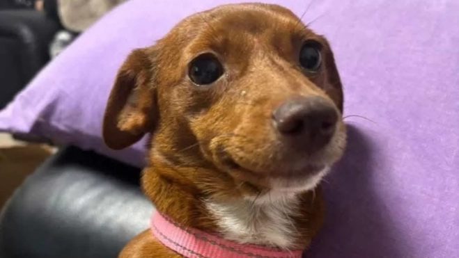 Thumbelina. Imagen de la red Thumbelina. Imagen de la red