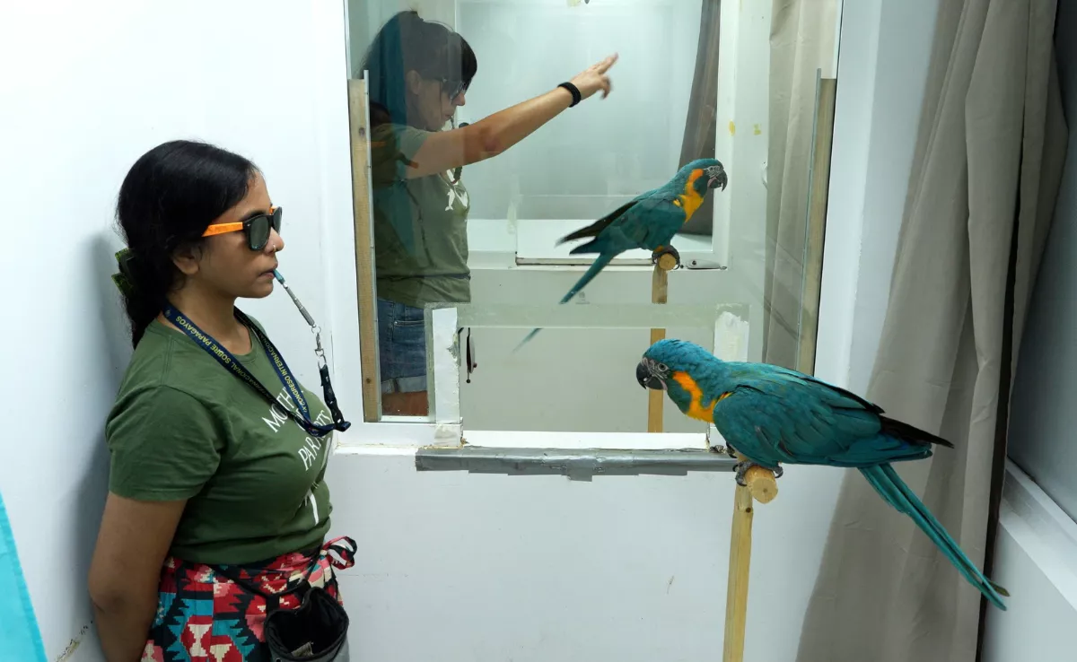 Loro Parque Fundación impulsa un hallazgo pionero sobre el aprendizaje en loros./ CEDIDA