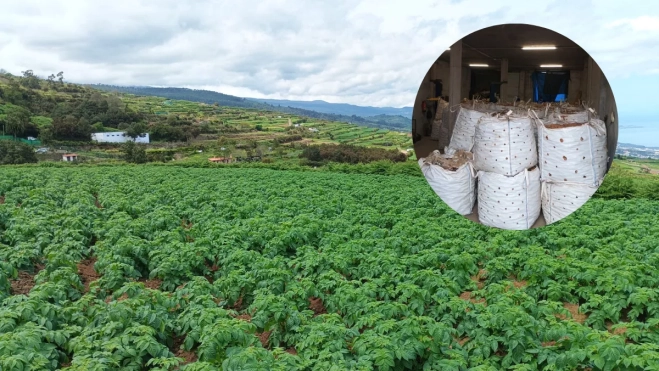 Un cantero de papas junto a la papa almacenada. / MONTAJE AH