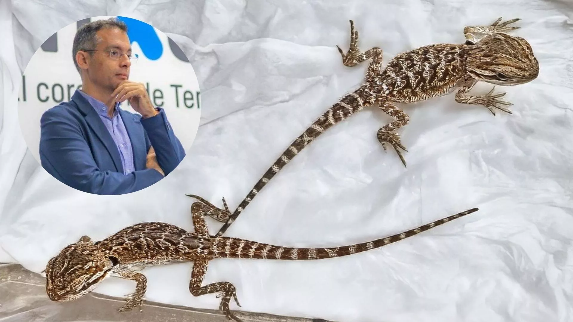 Carlos Tarife, concejal de Bienestar Animal. En la imagen dos dragones barbudos australianos rescatados|MONTAJEAH