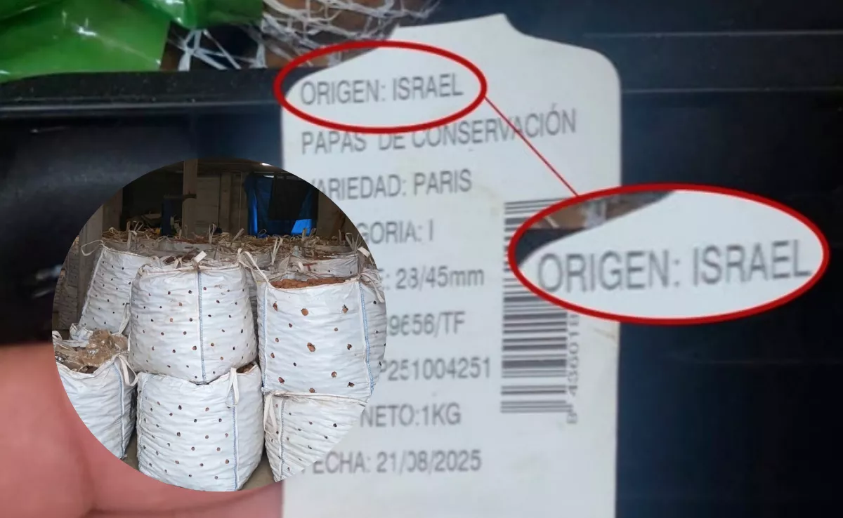 Papas de Israel vendidas en Canarias y sacos de papas de Tenerife amontonados en una nave./ MONTAJE AH