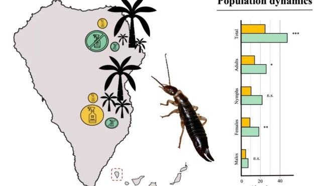 Distribución de la población de Tijereta en Puntallana, La Palma, en cultivos orgánicos (en azul) y tradicionales (en amarillo). MNCN Distribución de la población de Tijereta en Puntallana, La Palma, en cultivos orgánicos (en azul) y tradicionales (en amarillo). MNCN