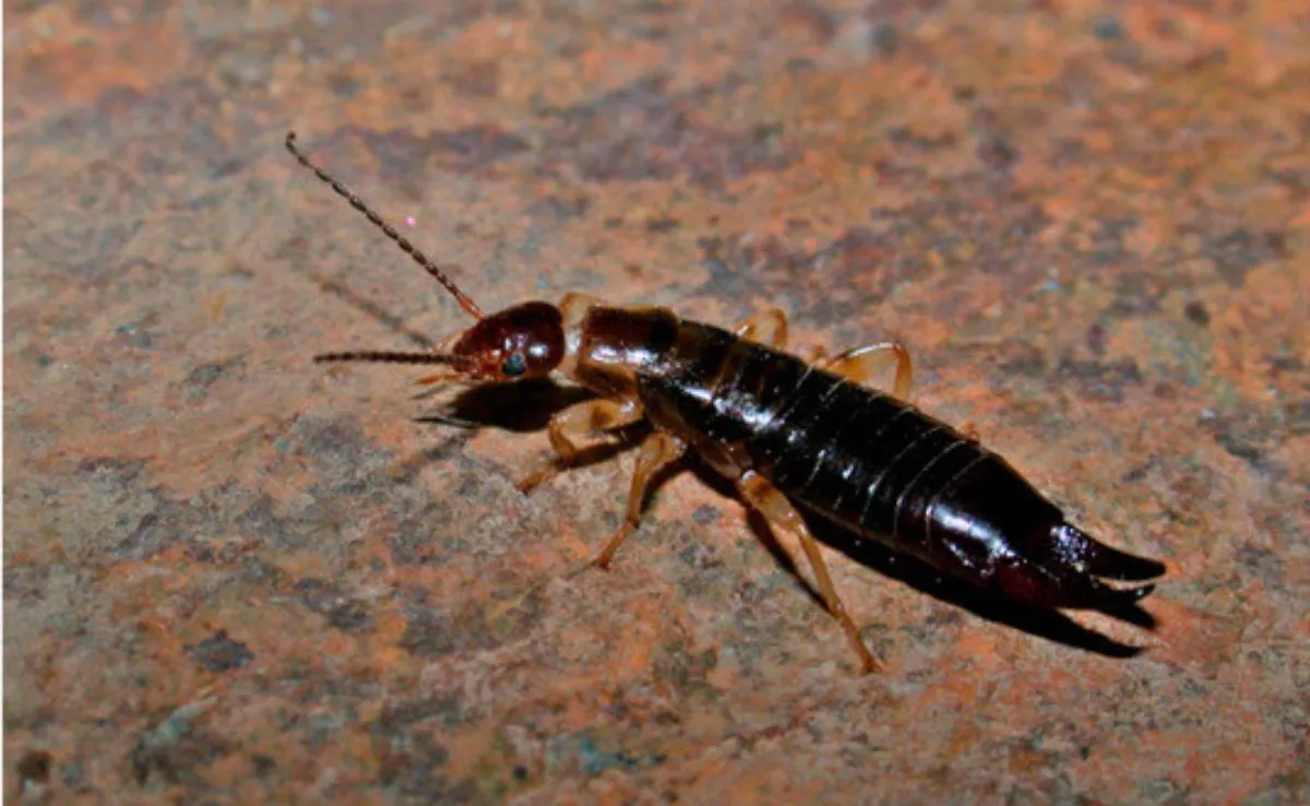 Hembra de Tijereta ('Euborellia annulipes') encontrada en Puntallana, La Palma. /MNCN
