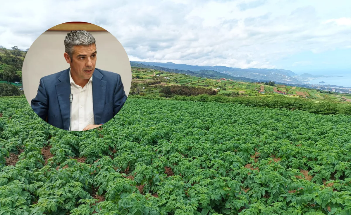 Montaje de Narvay Quintero, consejero del Sector Primario del Gobierno de Canarias junto a un cantero de papas. /  MONTAJE AH (CEDIDA y EFE-RAMÓN DE LA ROCHA)