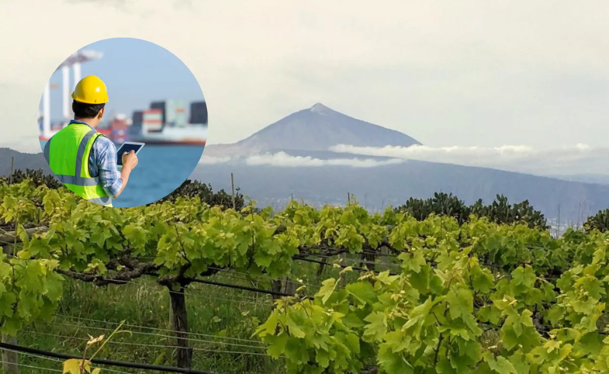 Imagen de viñas en Tenerife junto a un inspector. / MONTAJE AH 