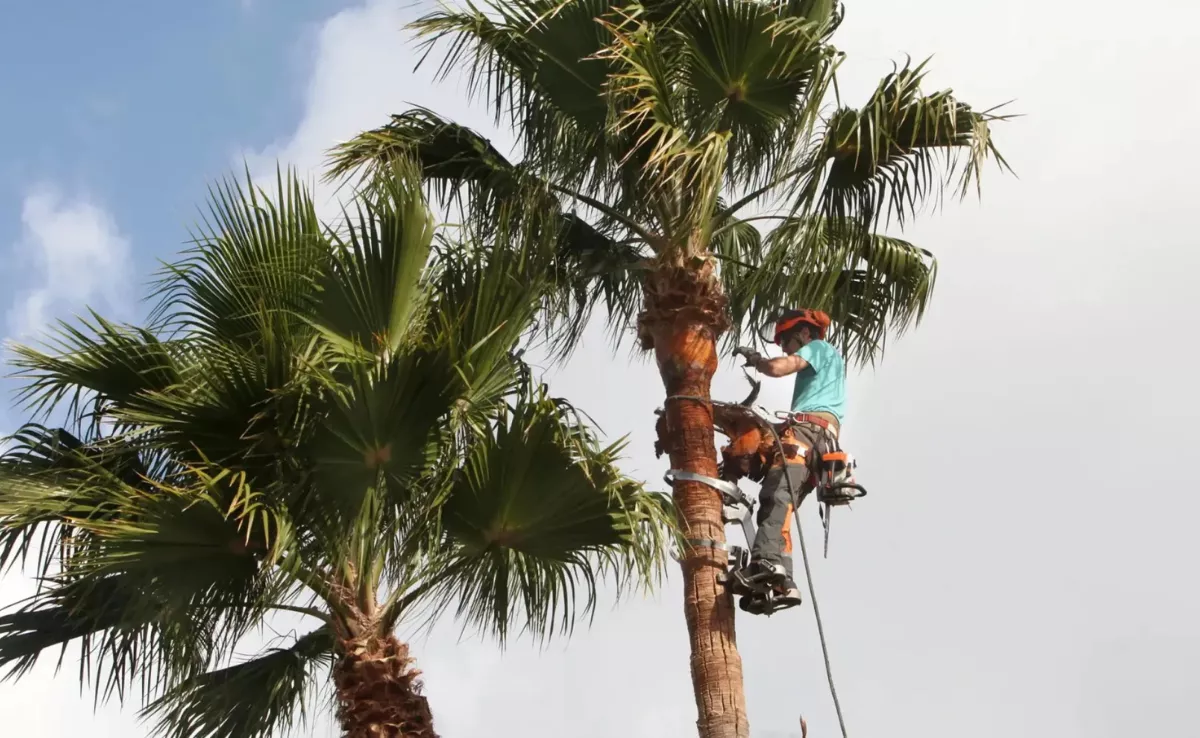 Un hombre poda una palmera canaria. /PYTO