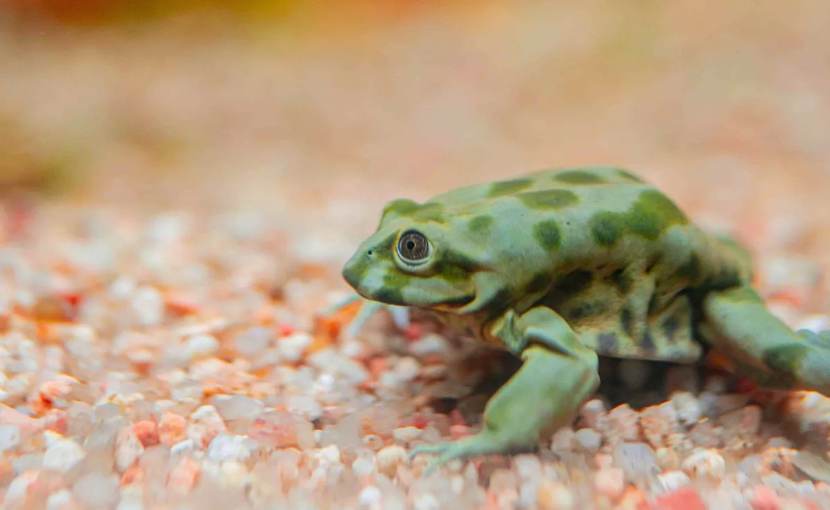 Rana del Titicaca ('Telmatobius culeus'). /Cedida