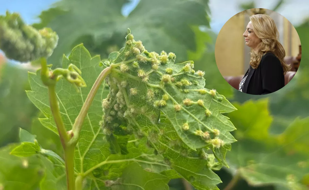 Imagen de una planta con filoxera junto a Cristina Valido, diputada en el Congreso por CC. / MONTAJE AH