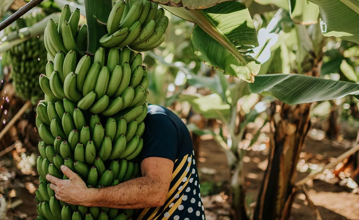 Persona recoge plátanos. /Platania