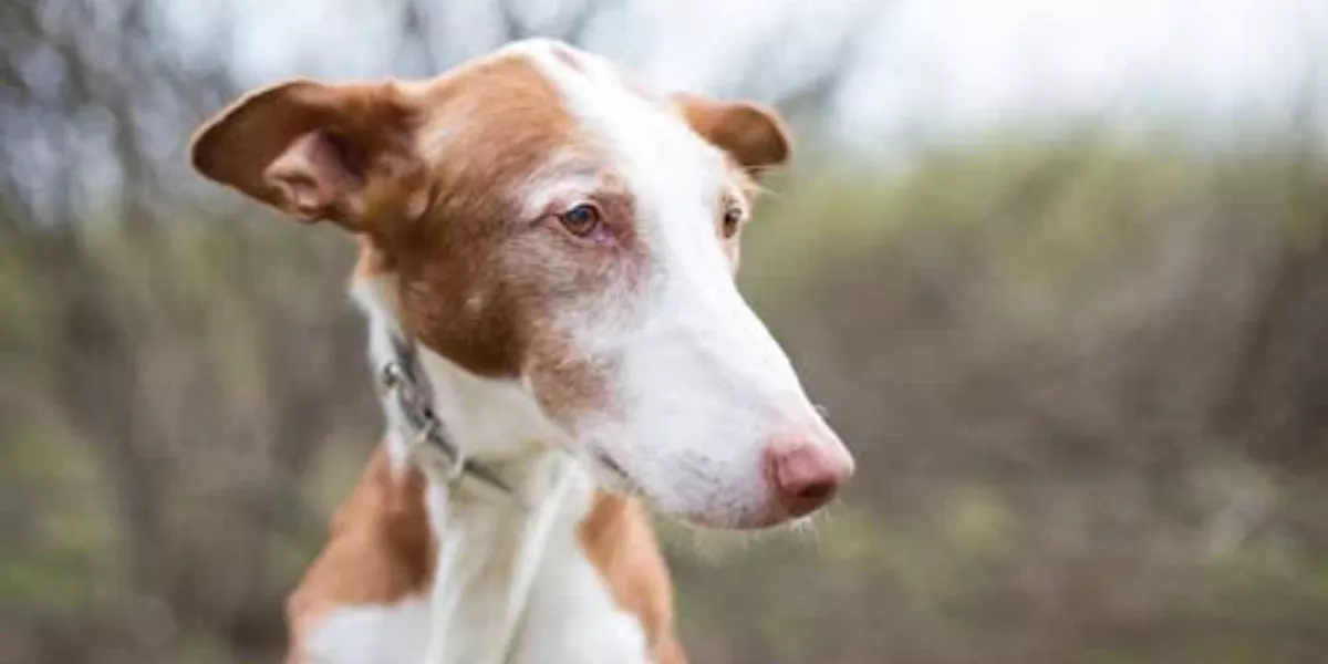 Imagen genérica de un podenco / PEXELS