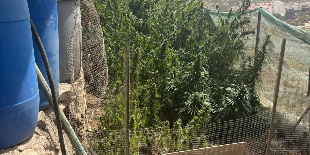 Imagen de la plantación en Jinámar  POLICÍA NACIONAL