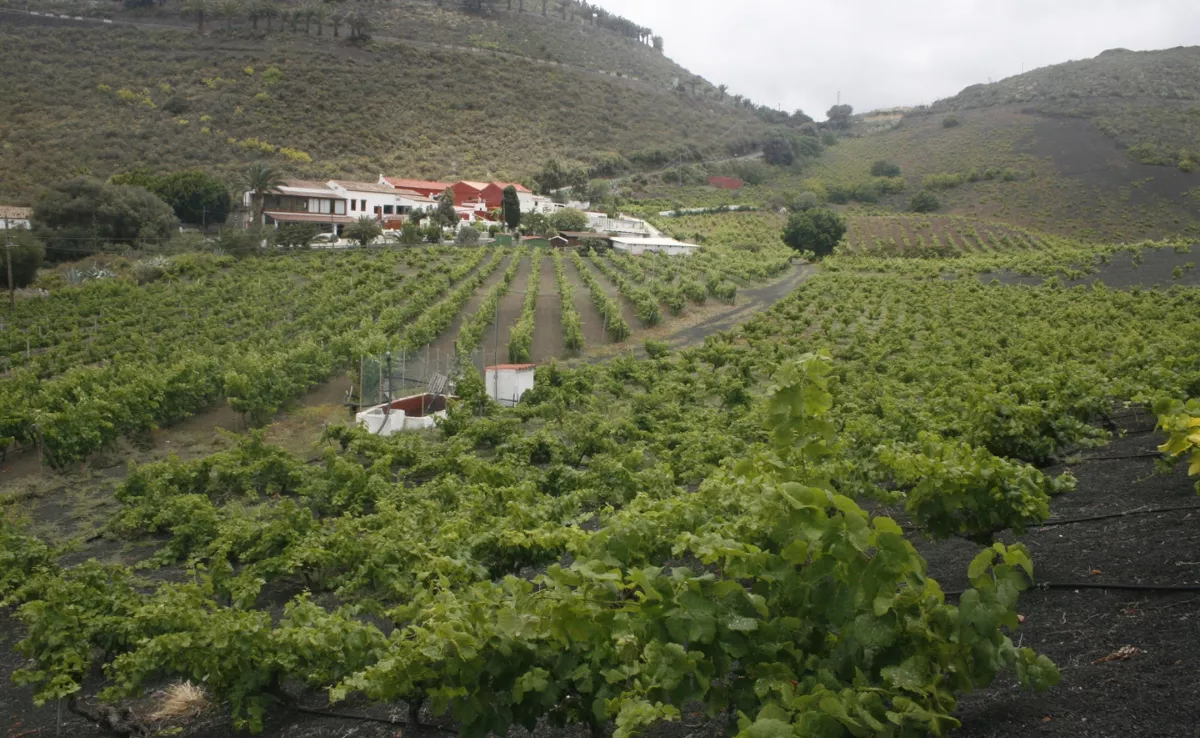 Una panorámica de la finca y bodega Los Lirios, en Bandama. / VINOS DE GRAN CANARIA