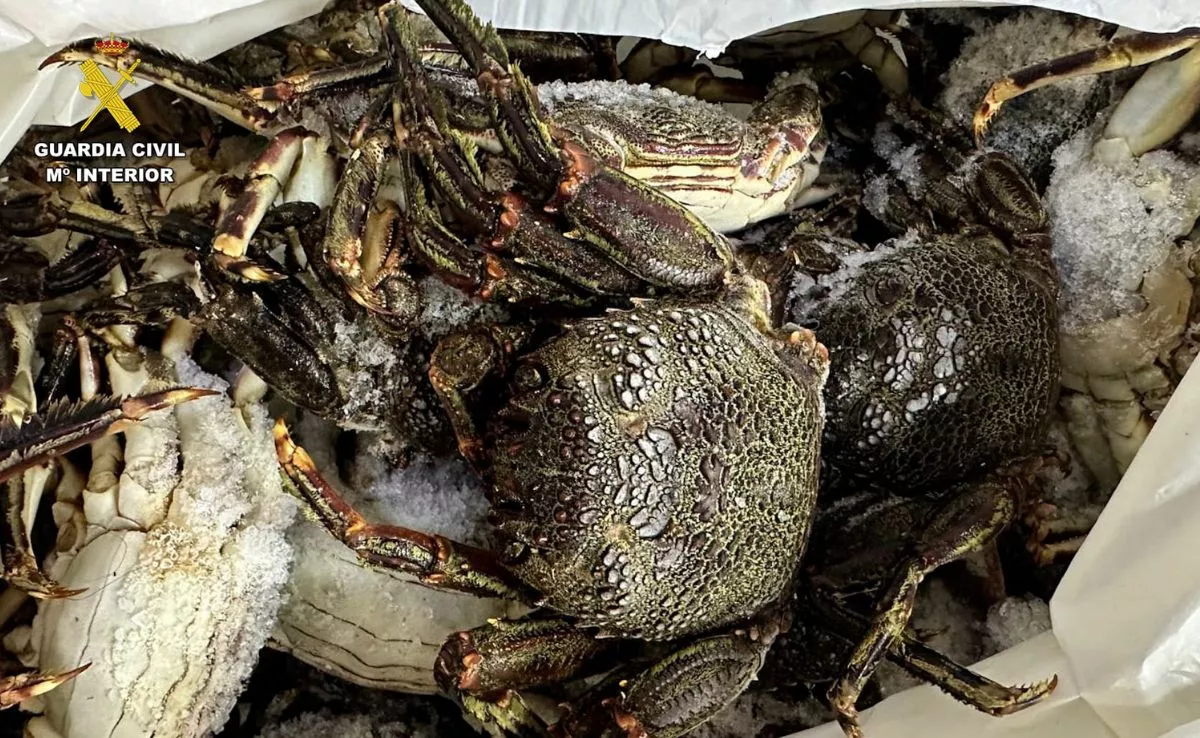 Marisco en mal estado, encontrado por la Guardia civil tras una inspección. /Cedida