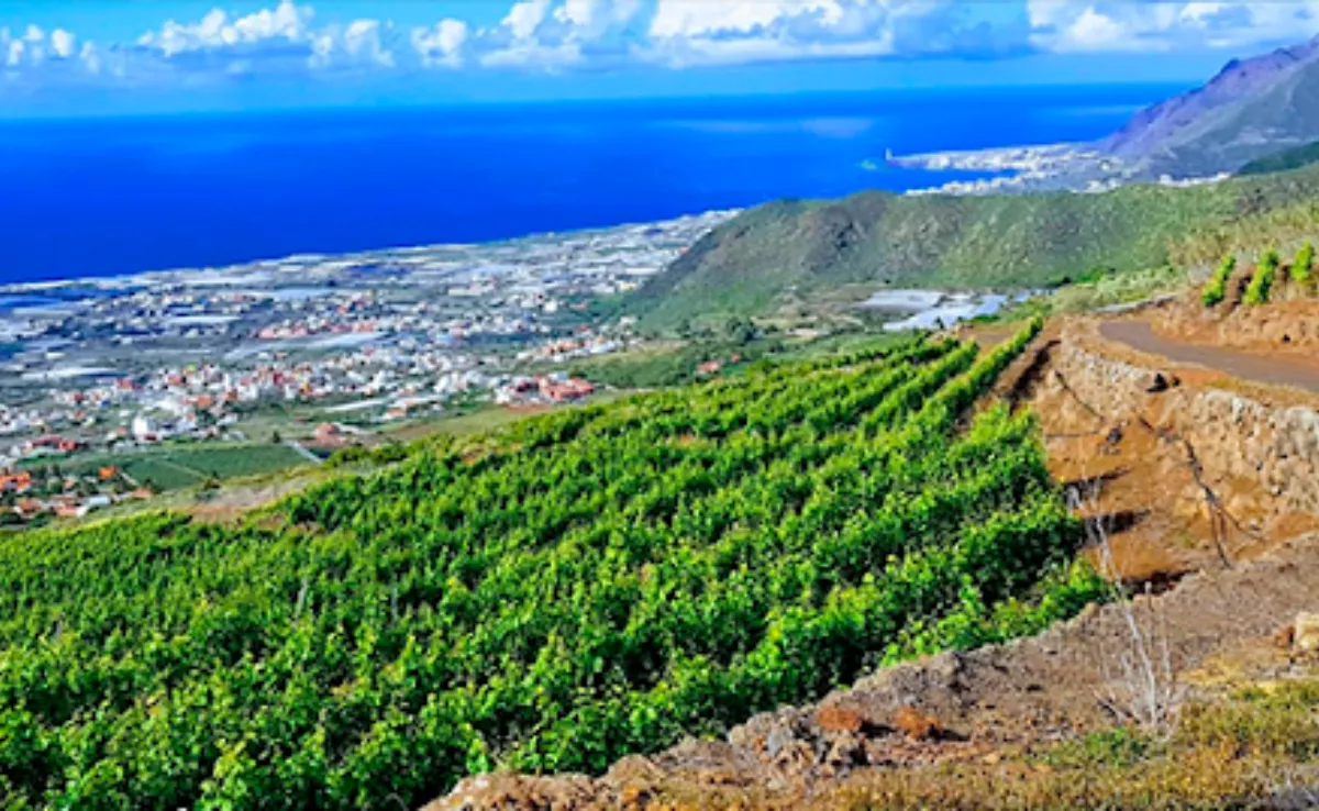 Viñedos para la vendimia en el norte de Tenerife. / DOP TACORONTE ACENTEJO