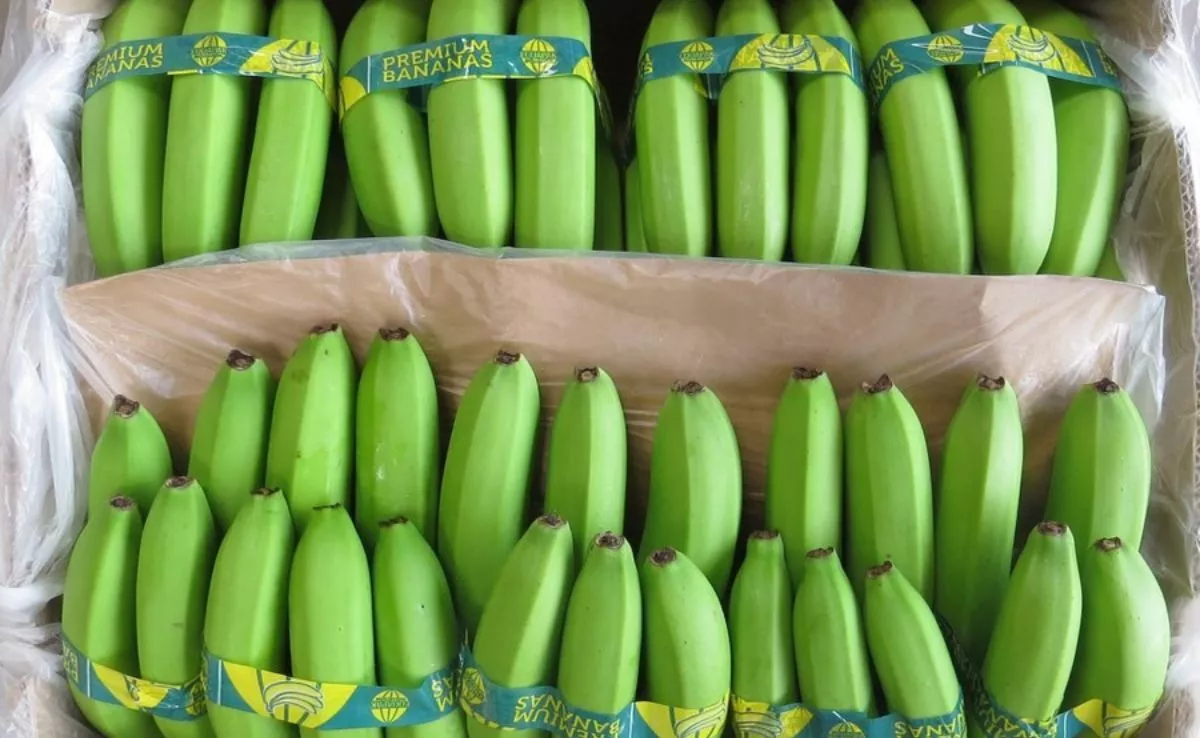 Bananas de importación. /Archivo