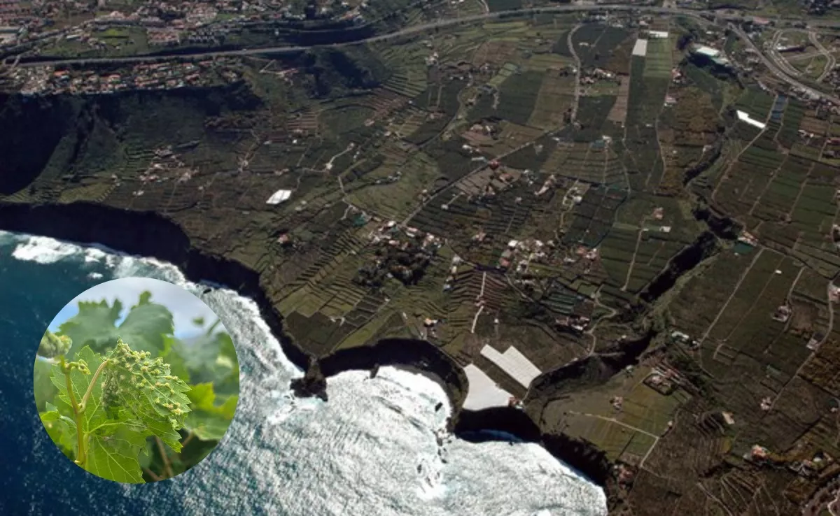 El Rincón, en La Orotava, junto a una imagen de archivo de una hoja con filoxera. / MONTAJE AH 