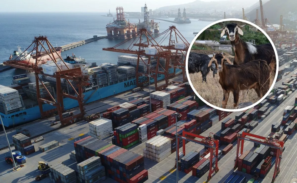 Imagen del puerto de Santa Cruz de Tenerife junto a ganado. / MONTAJE AH